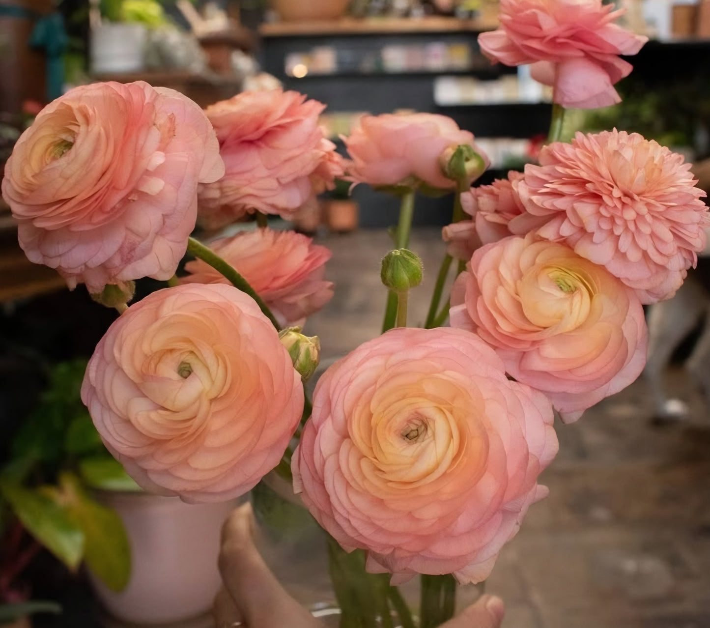 Salerno Romance Ranunculus Corms