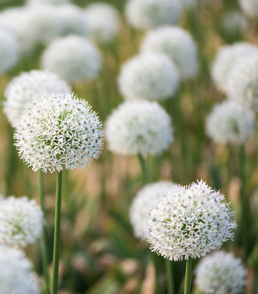 Ping Pong White Allium Bulbs (25)