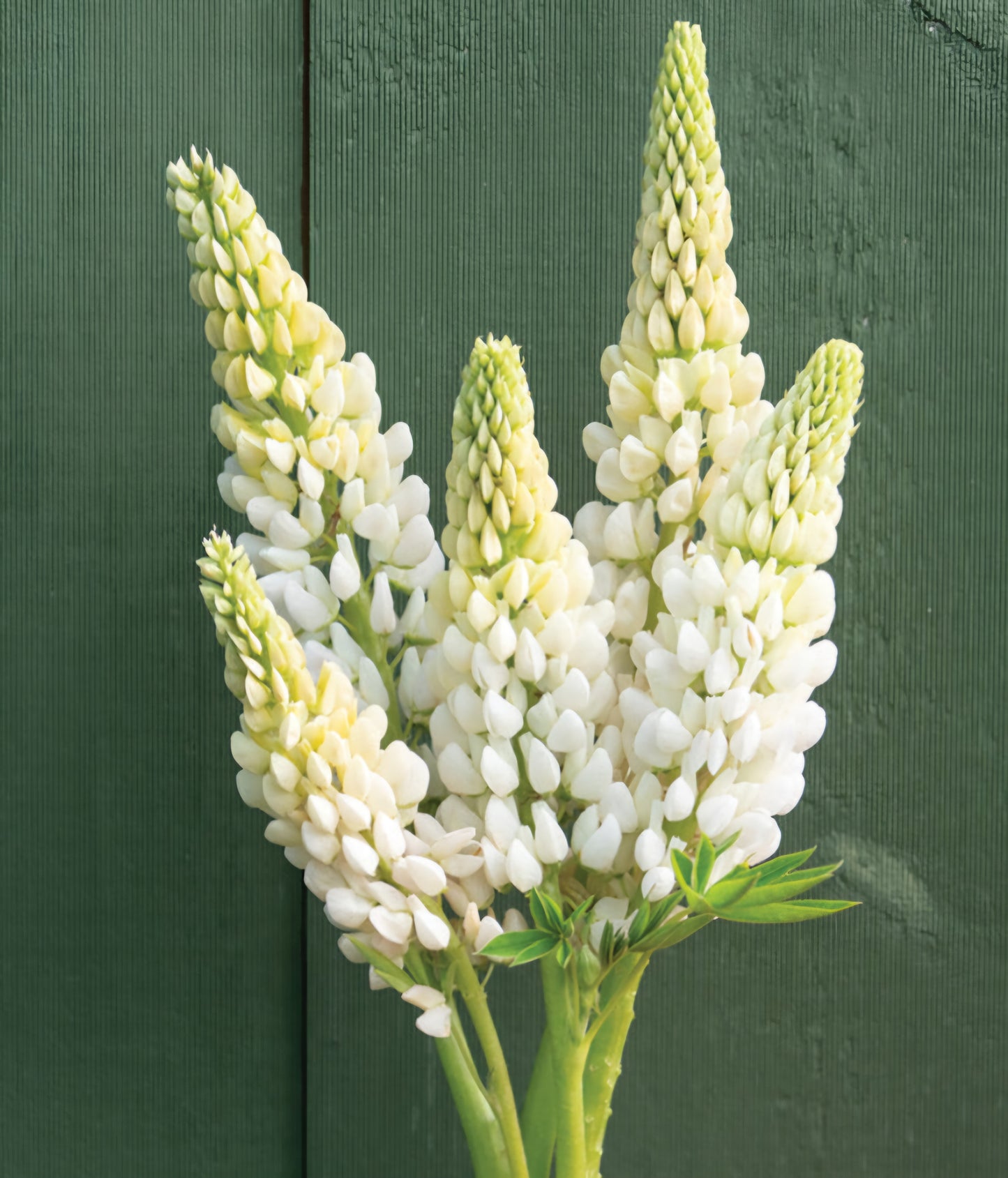 White Noble Maiden Lupine Plugs (4)