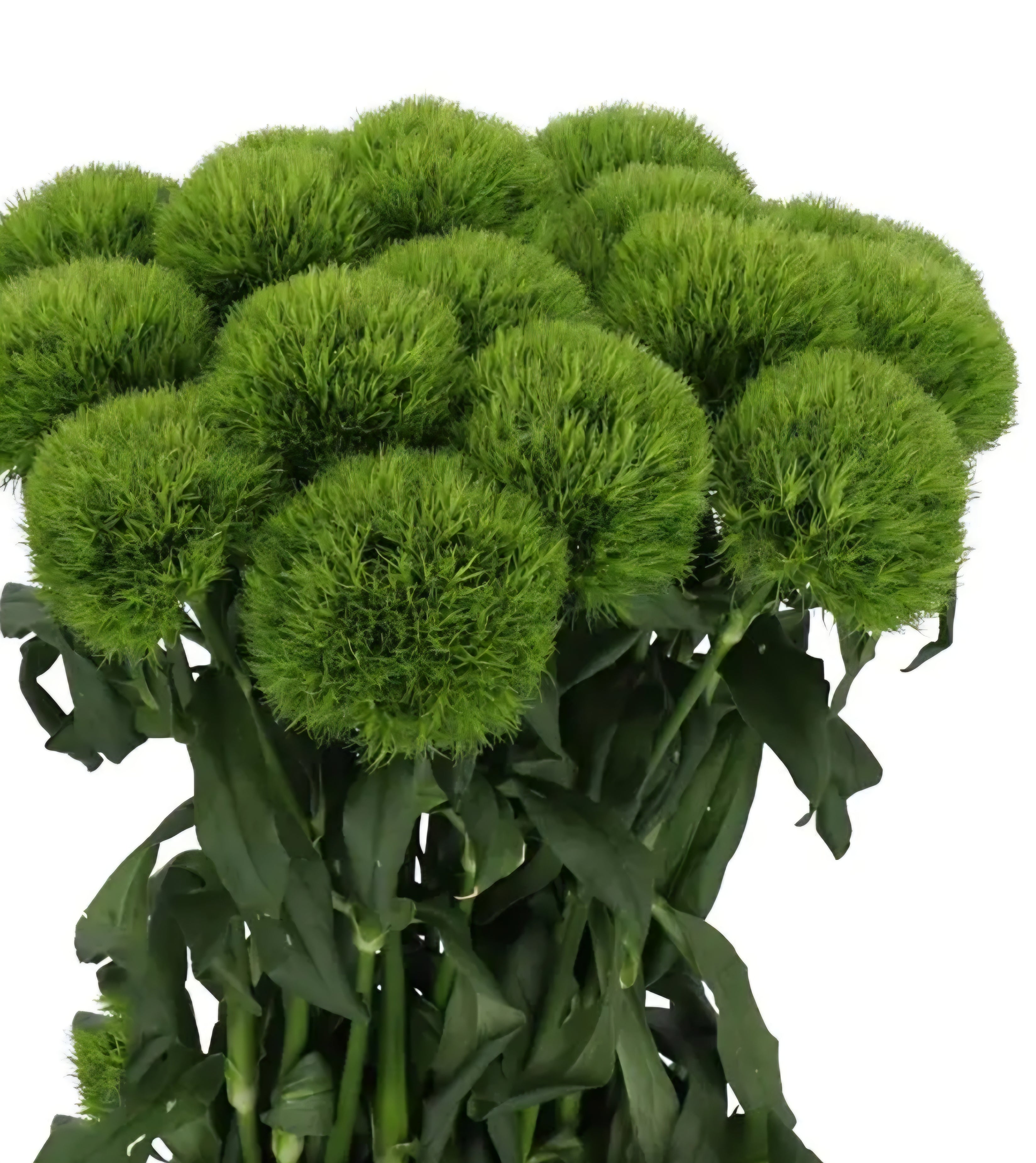 Kiwi Mellow Cool Dianthus Plugs – Blooming Patches Farm