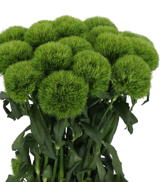 Kiwi Mellow Cool Dianthus Plugs