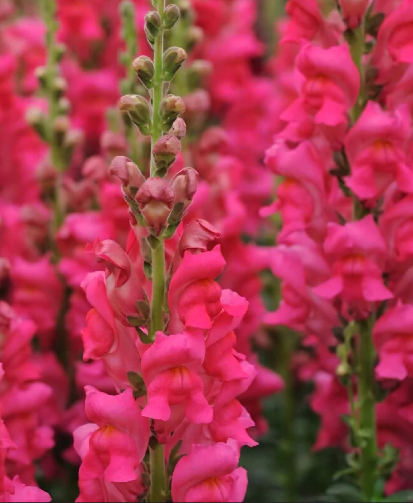 Potomac Cherry Rose Snapdragon Plugs