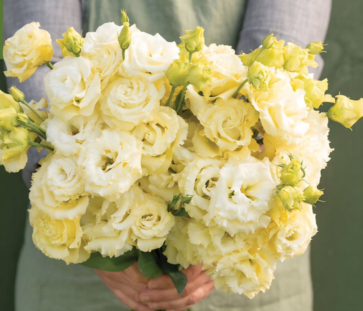 Lisianthus Voyage 2 Yellow Plugs