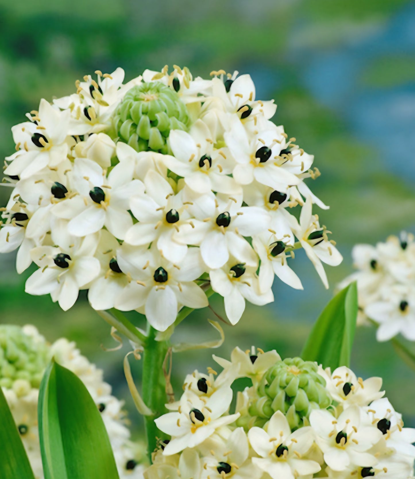 Arabian Starflower Ornithogalum 'Arabicum' Allium Bulbs