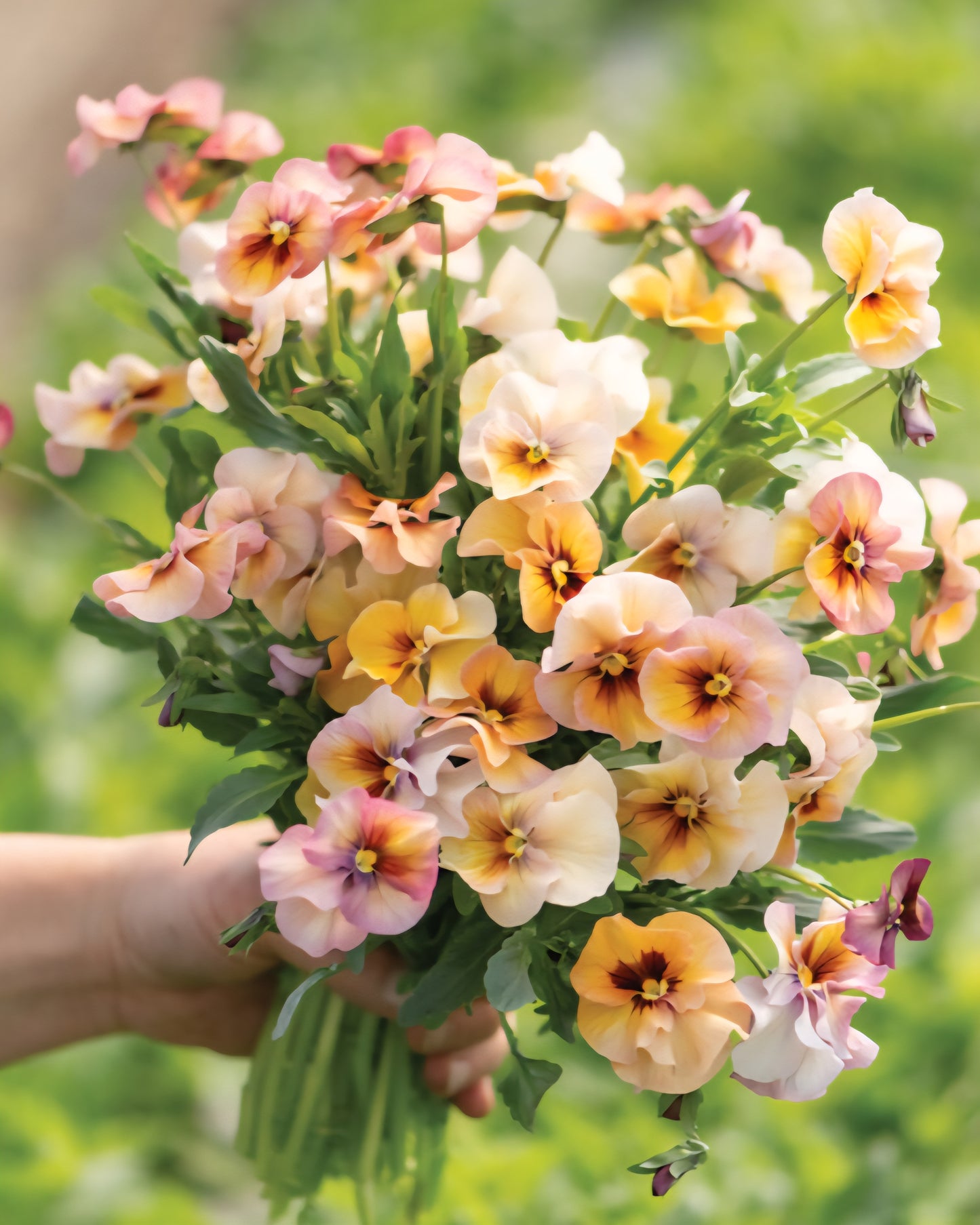 Viola Antique Shades Pansy Plugs