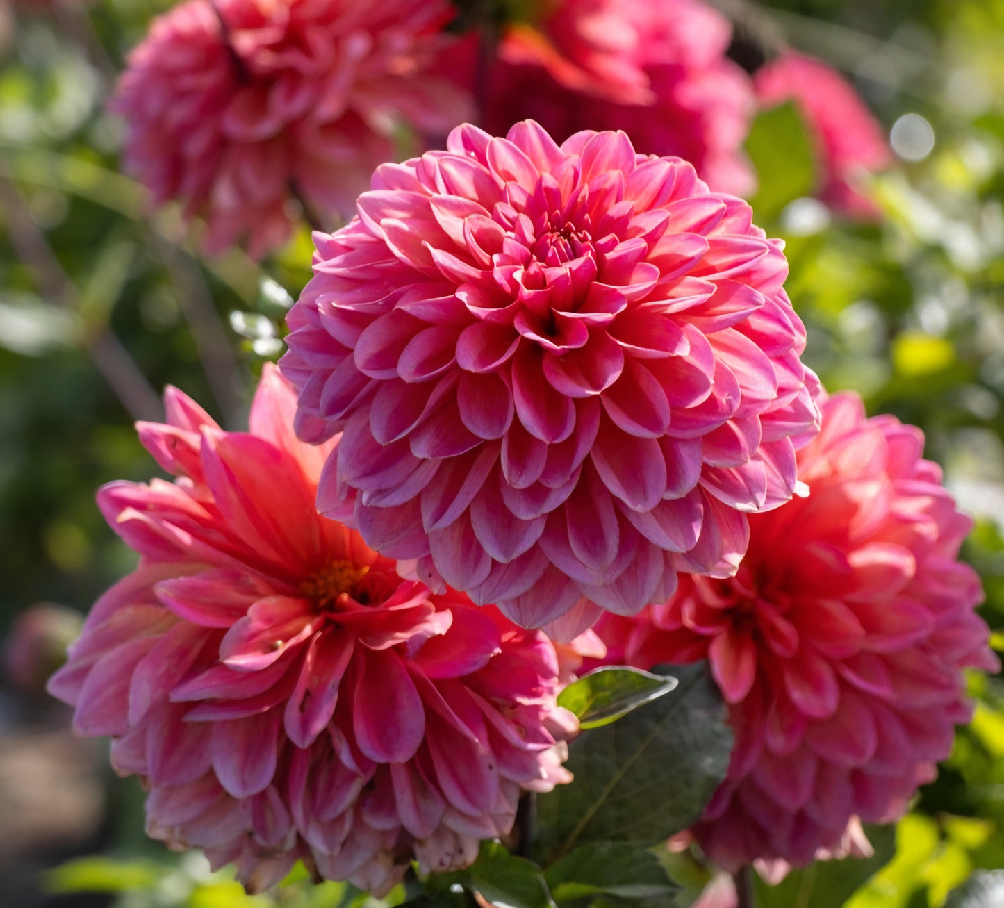 Salmon Runner Dahlia Tuber