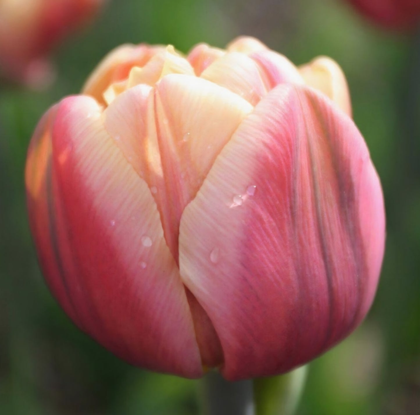 La Belle Epoque Double Late Tulip Bulbs
