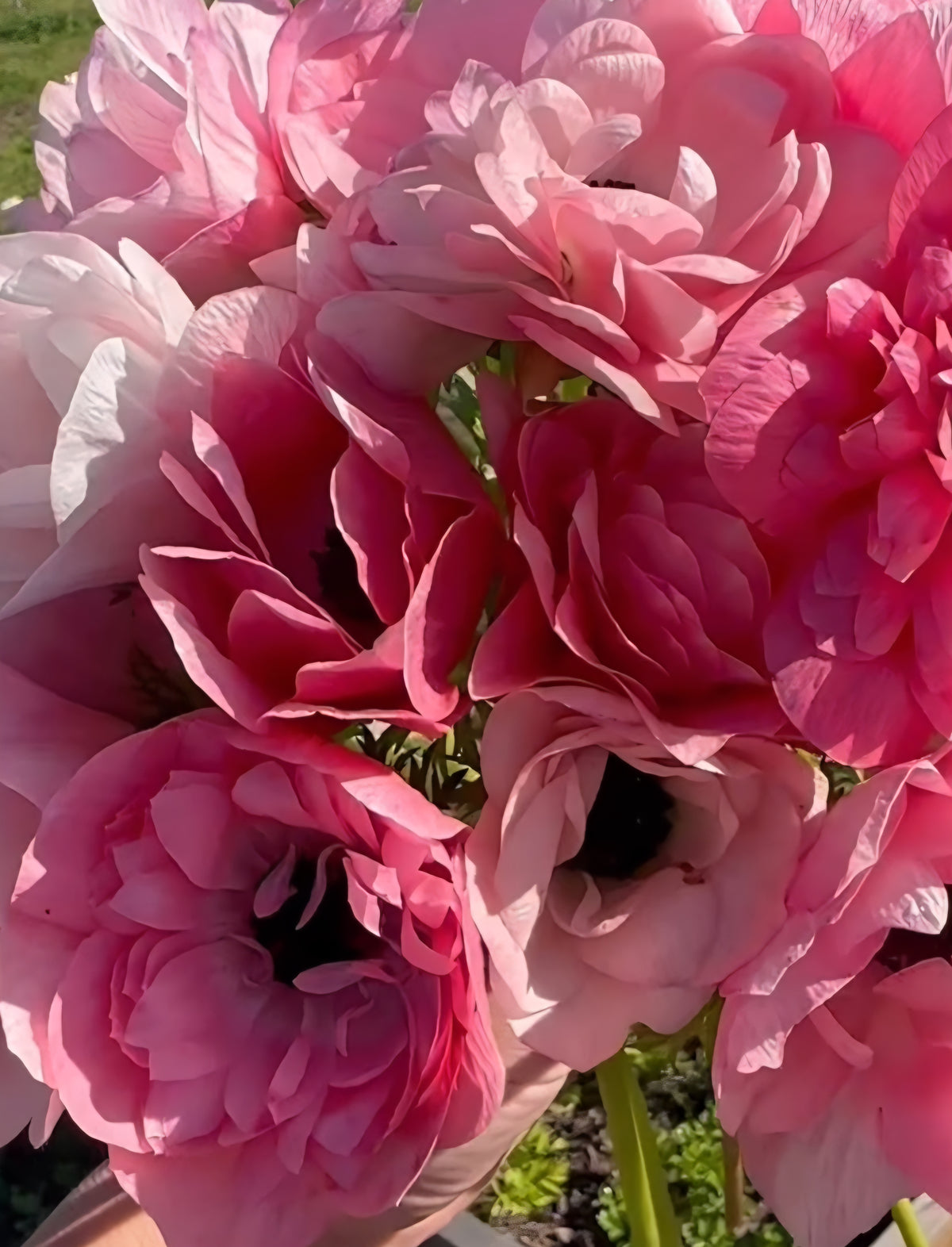Anemone Italian Mistral Shocking (10)