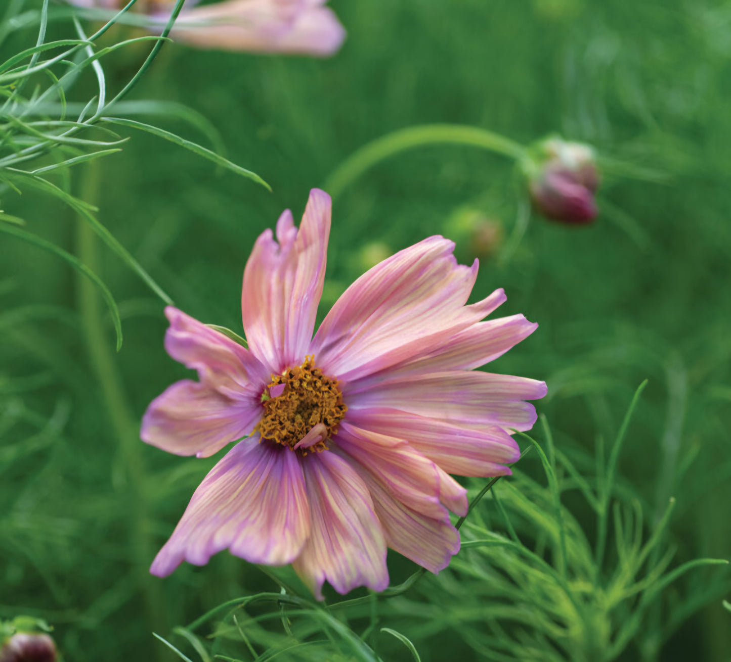 Apricotta Cosmos Plugs (4)