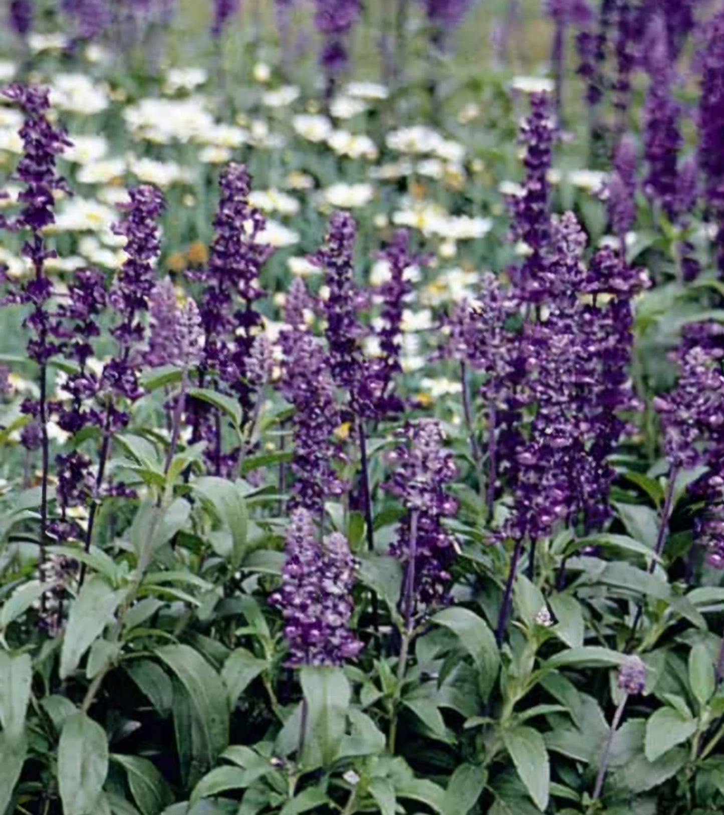 Salvia Evolution Violet Plant Plug