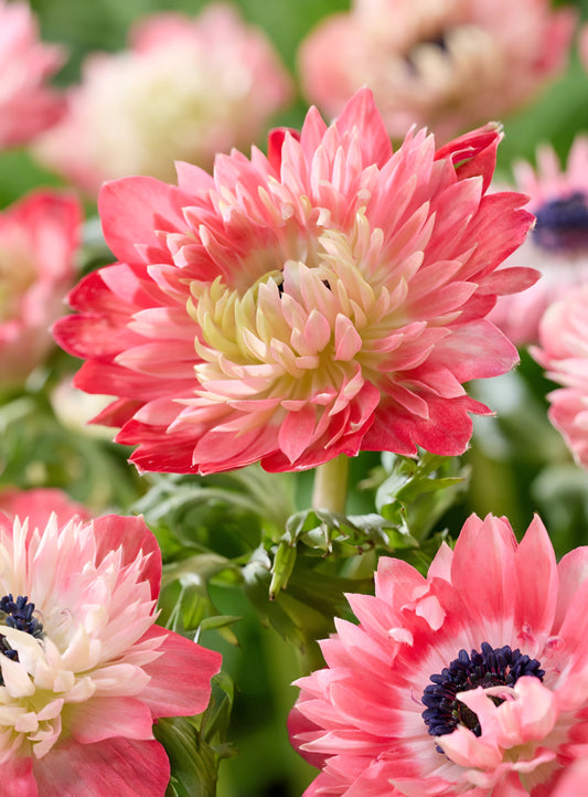 Anemone Fullstar Strawberry (10)