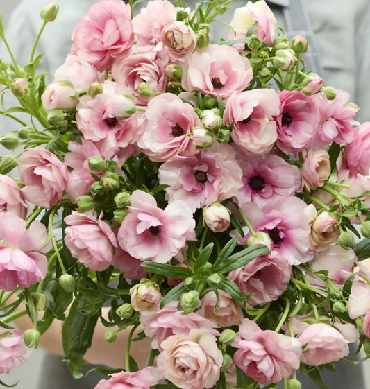 Butterfly Hera Ranunculus Corms