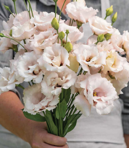 Lisianthus Corelli Light Pink Plugs