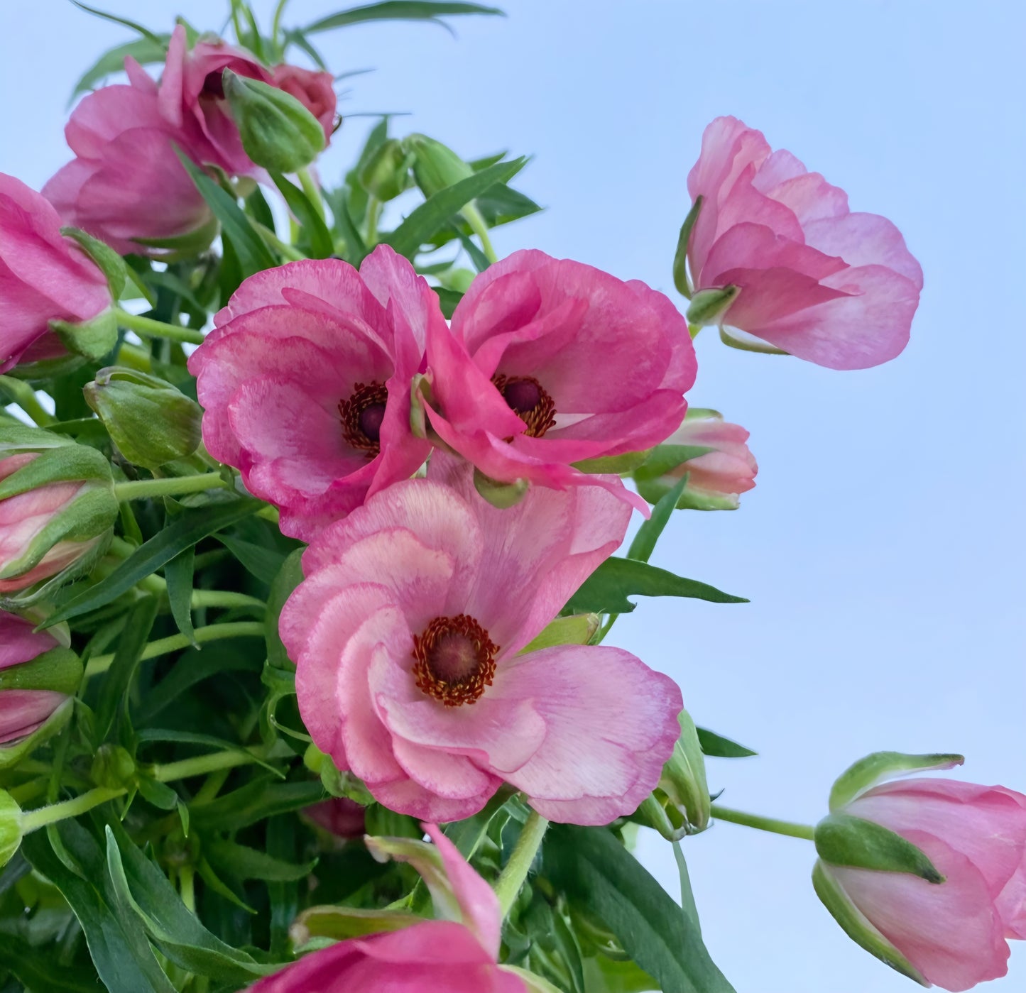 Butterfly Lycia Ranunculus Corms