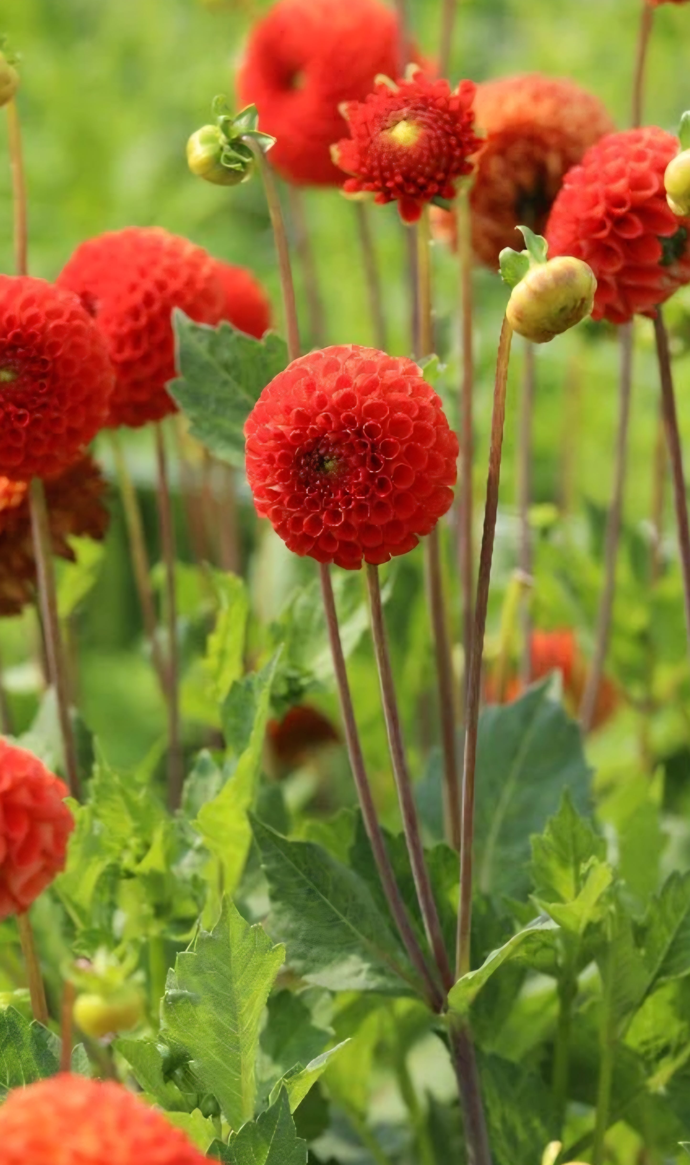 Bantling Dahlia Tuber