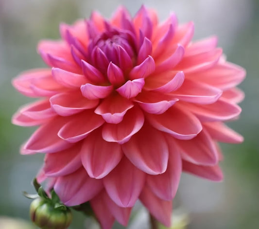 Dutch Pearl Dahlia Cutting