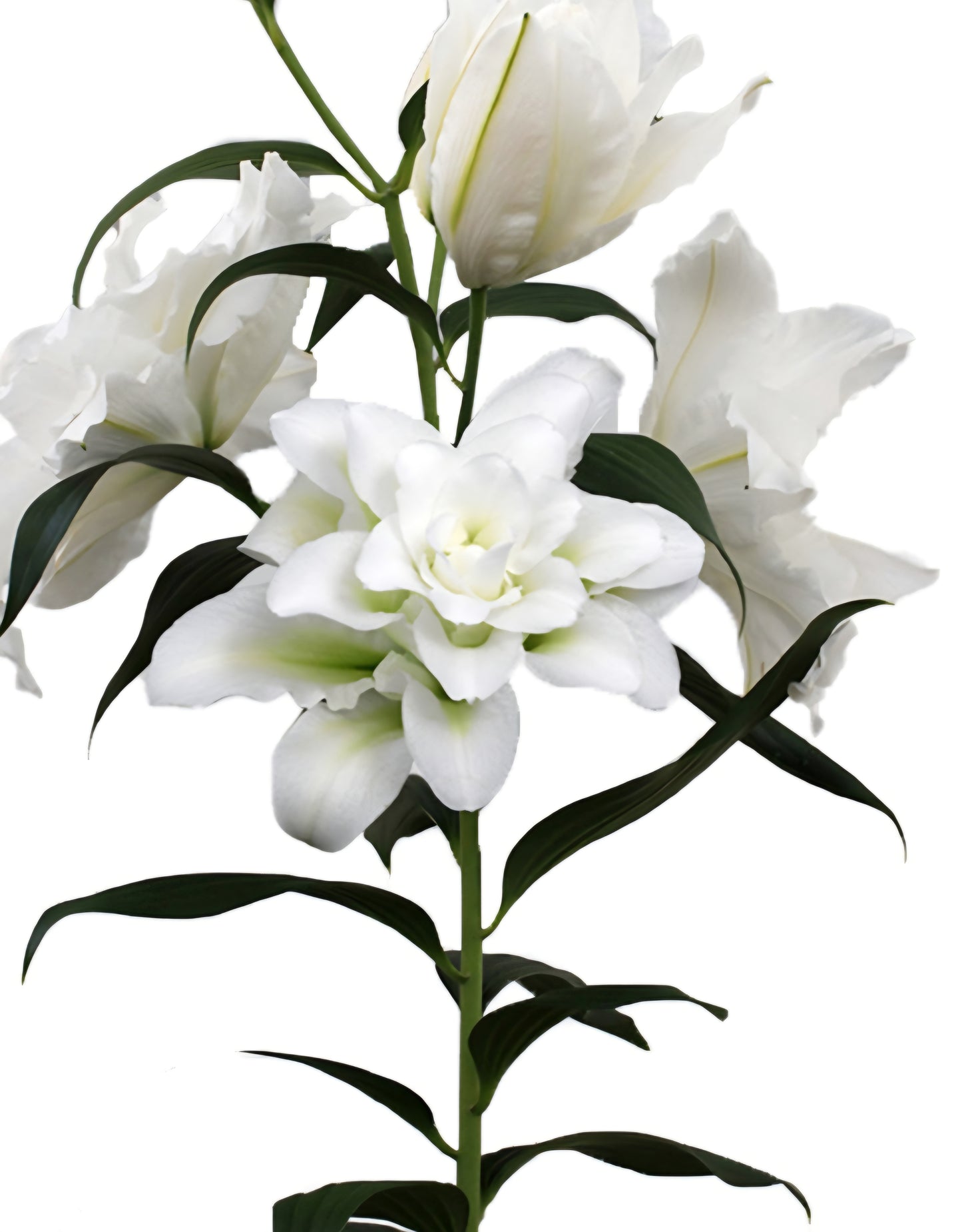 Oriental Double Lily Bowl of Beauty Bulbs (5)