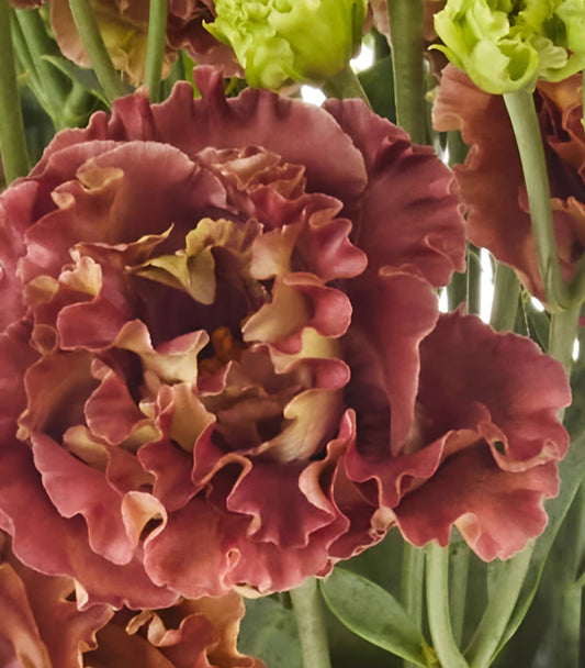 Lisianthus Roseanne Terracotta Plugs