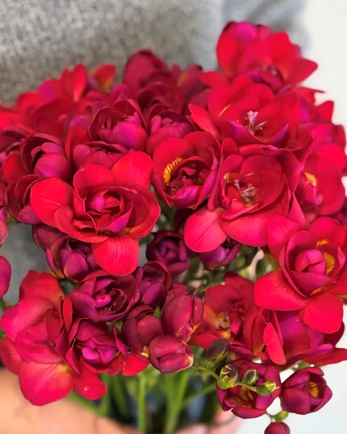 Freesia Double Adele Bulbs (10)