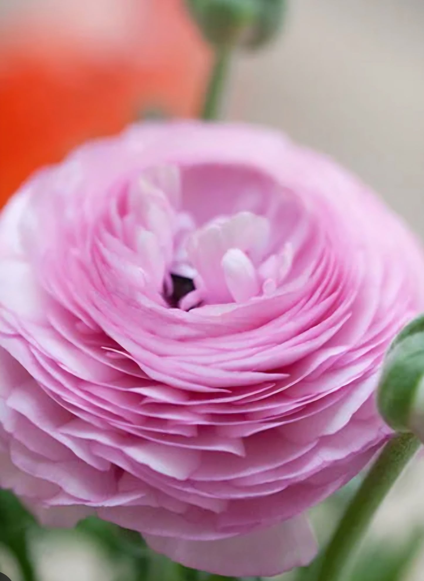 Ranunculus Aviv Pink Corms
