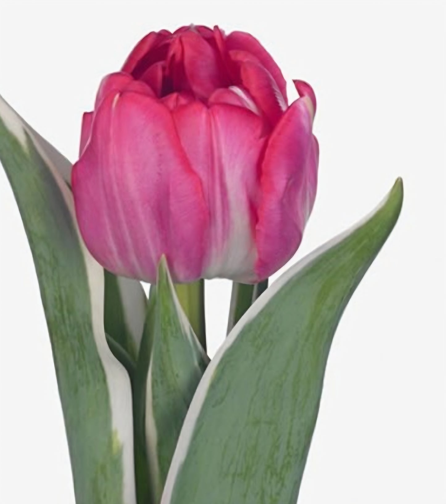 Beth Hart Double Late Tulip Bulbs