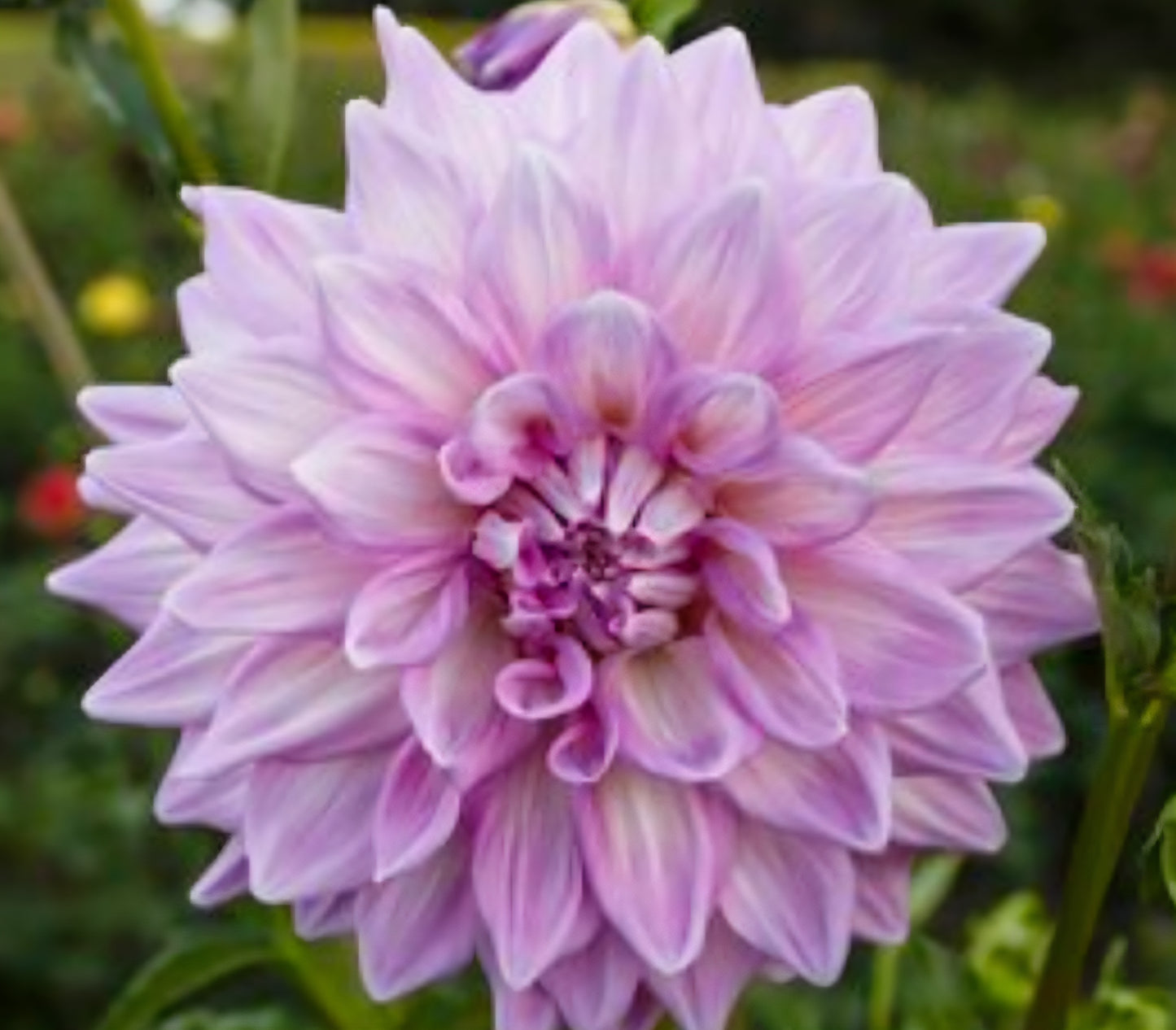 Almand's Joy Dahlia