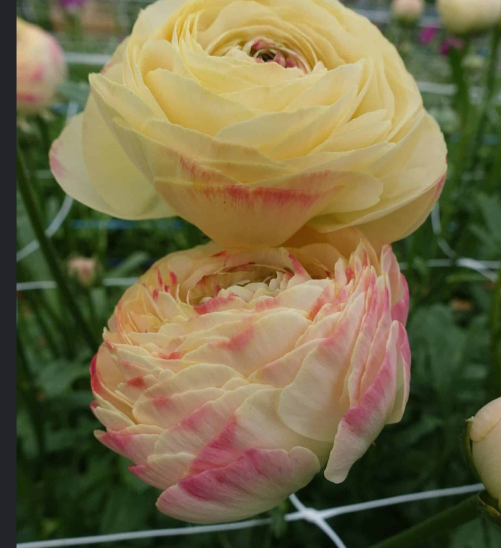 Hydra Romance Ranunculus Corms