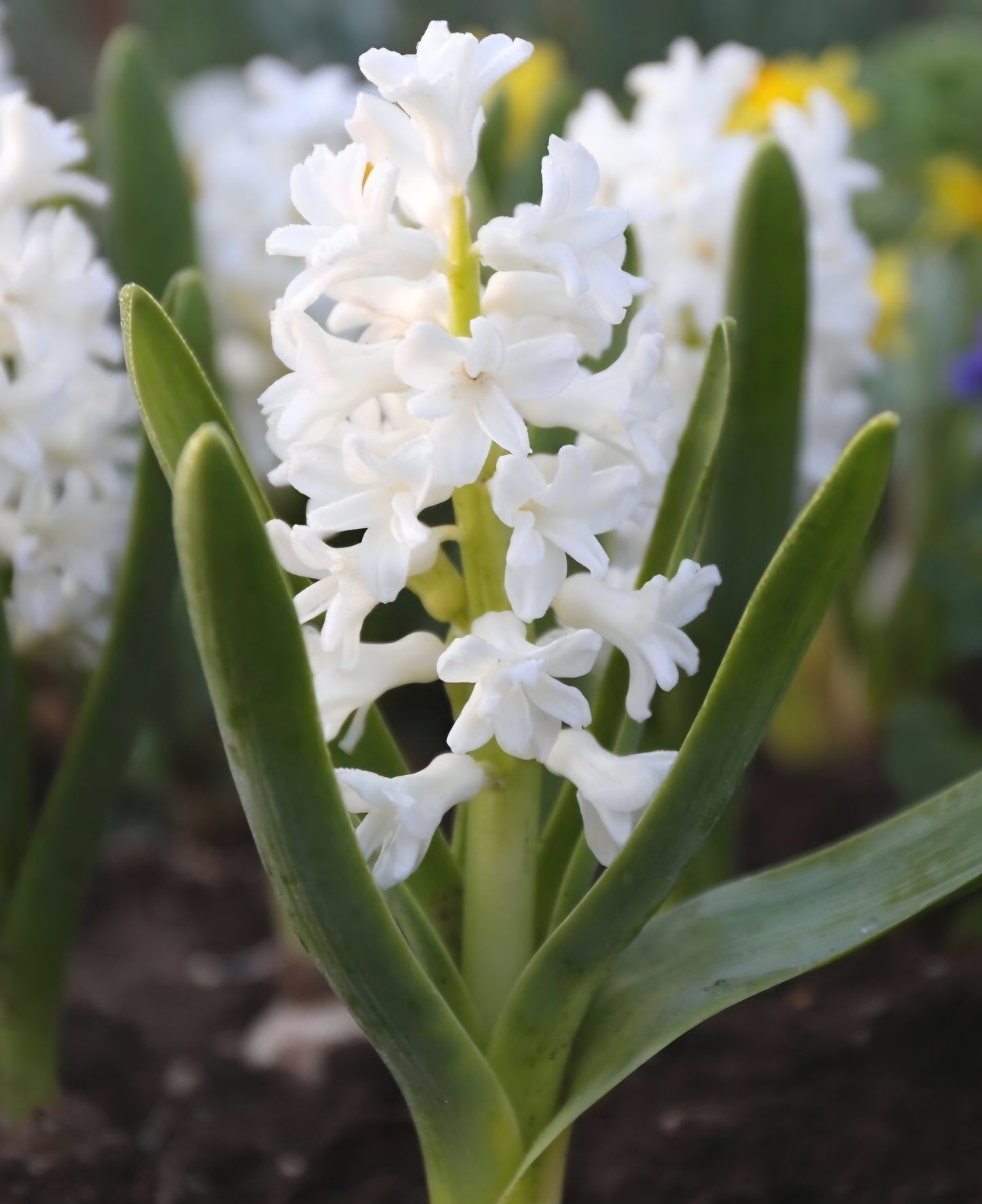 Hyacinth White Pearl Bulbs (10)