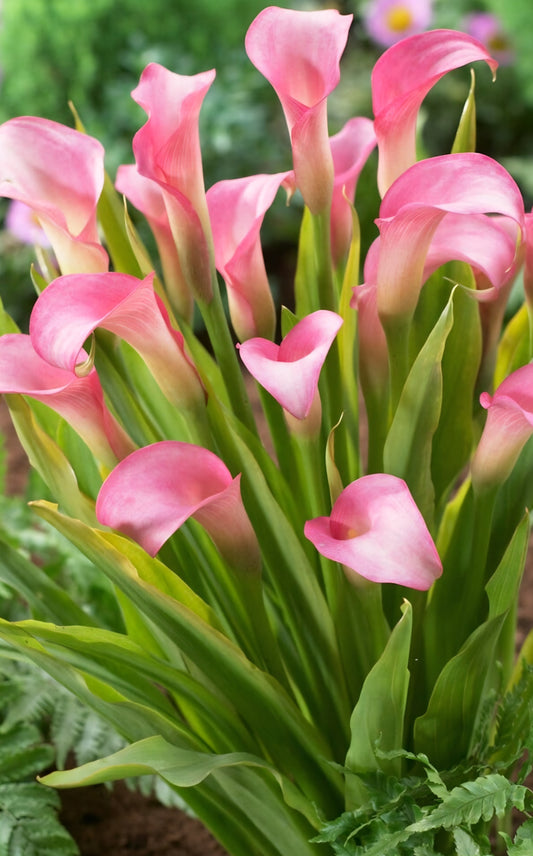 Pink Calla Lily Rehmanni Zantedeschia Bulbs (Qty of 5)