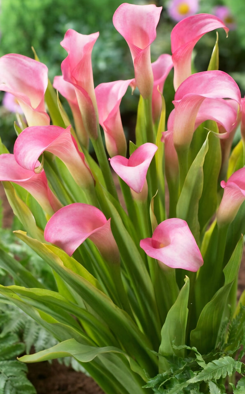 Pink Calla Lily Rehmanni Zantedeschia Bulbs (Qty of 5) – Blooming ...