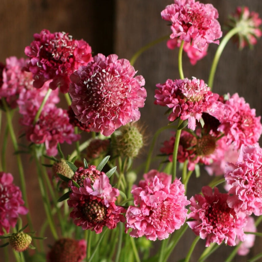 Scabiosa Salmon Rose Plugs