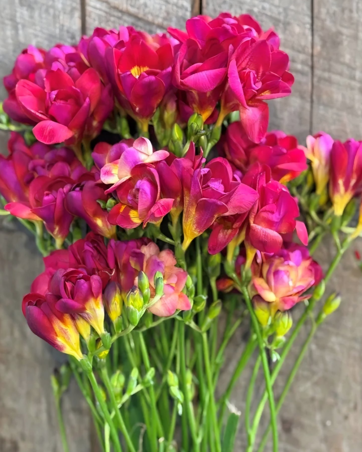 Freesia Double Adele Bulbs (10)