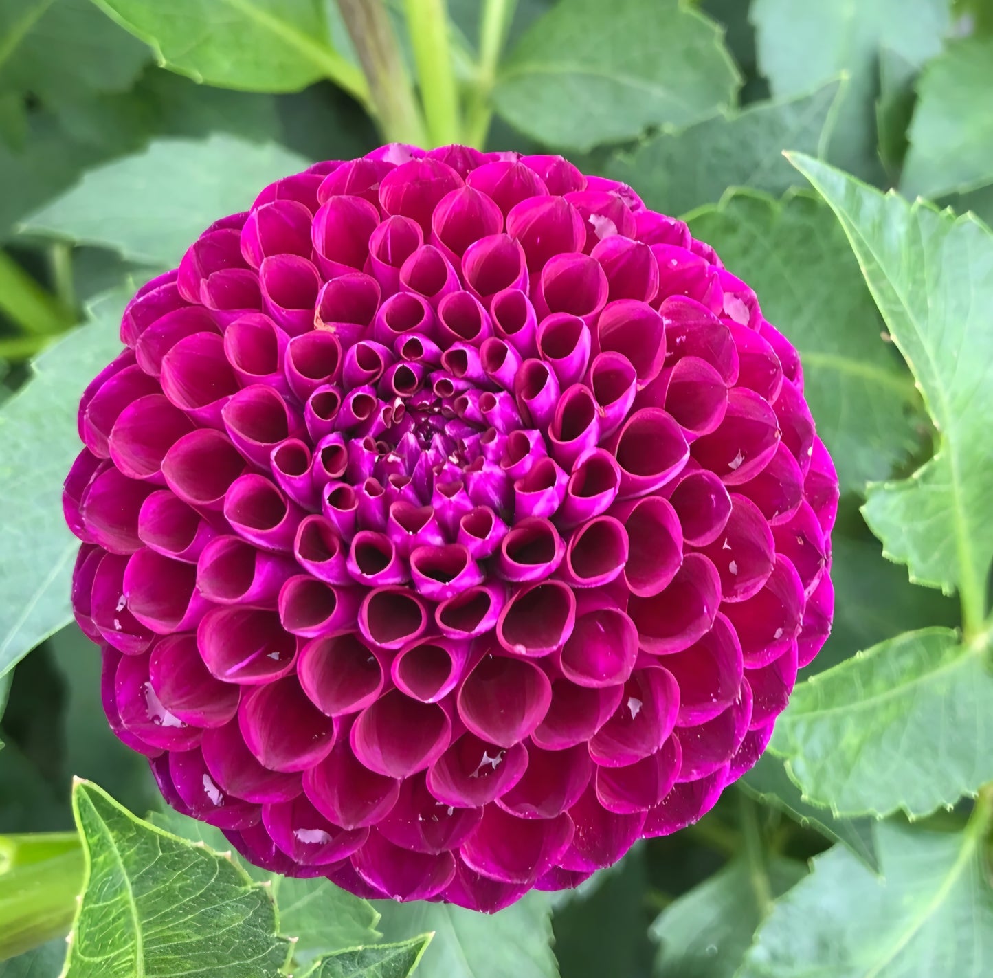 Downham Royal Dahlia Cutting
