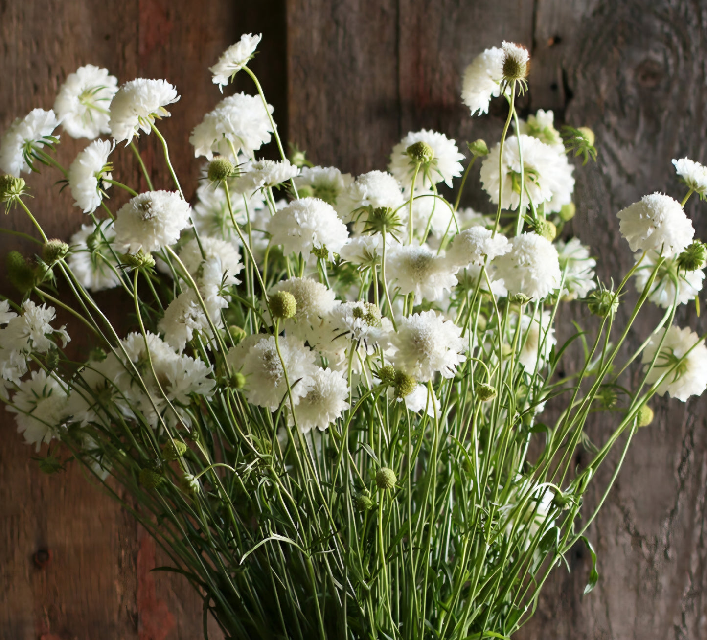 Scabiosa Snowmaiden Plugs