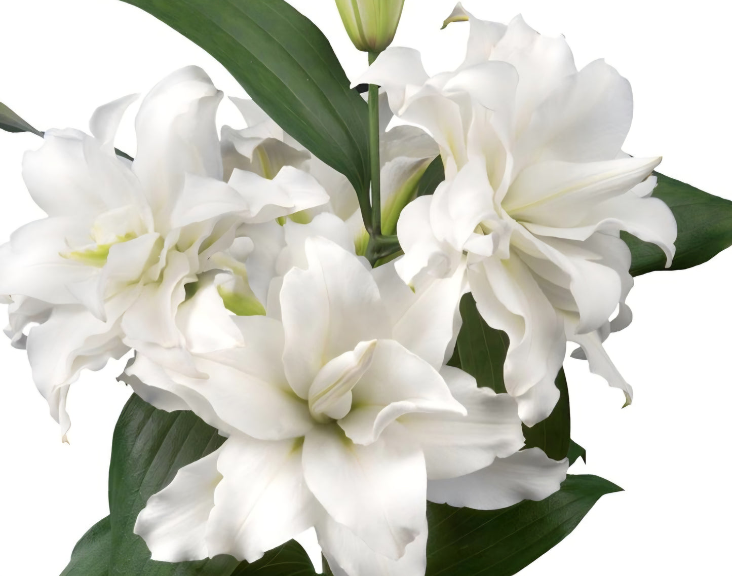 Oriental Double Lily Bowl of Beauty Bulbs (5)