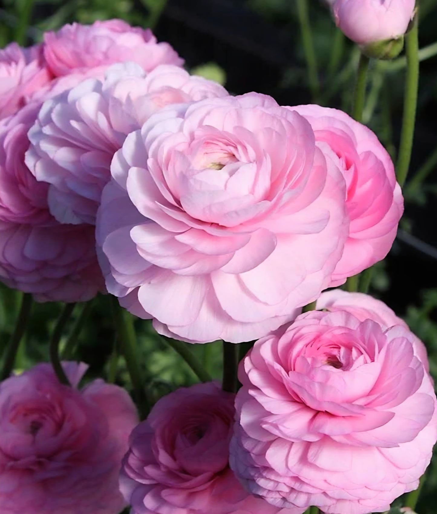 Romance Rosa Chiaro Ranunculus Corms
