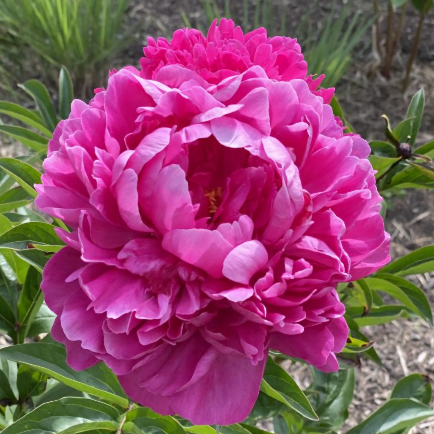 Peony Kansas Paeonia Lactiforia Root