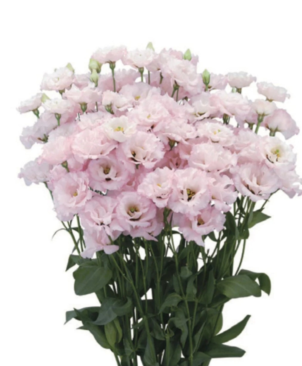Lisianthus Espirit I Light Pink Plugs (4)