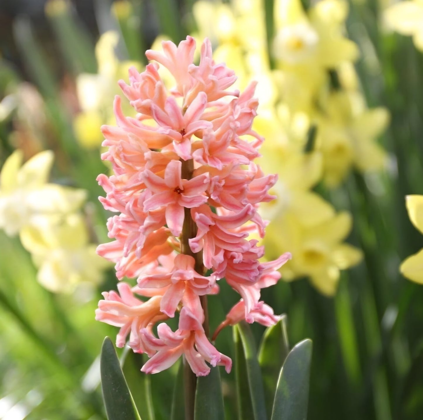 Hyacinth Gypsy Queen Bulbs