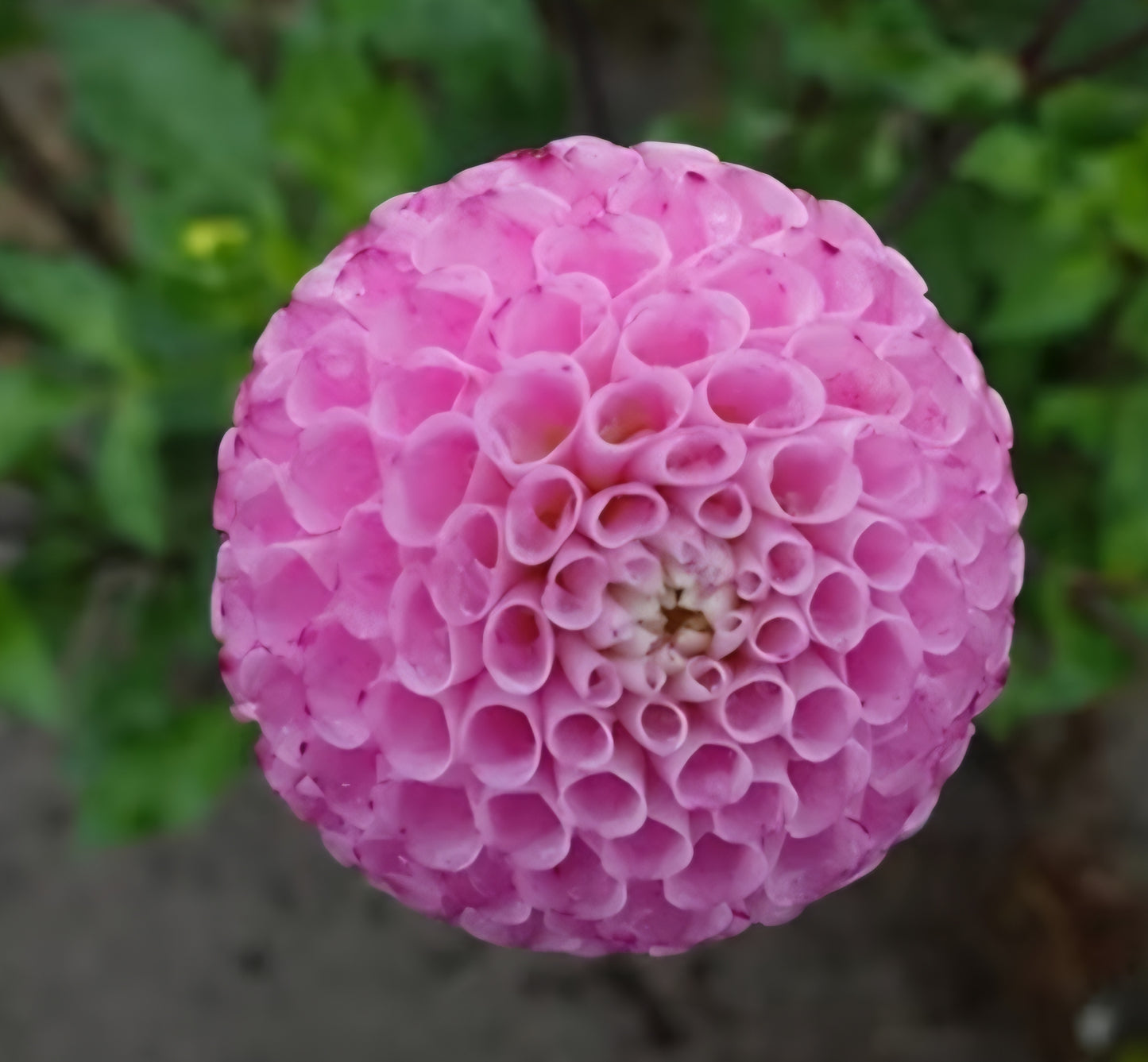 Maaike Dahlia Tuber