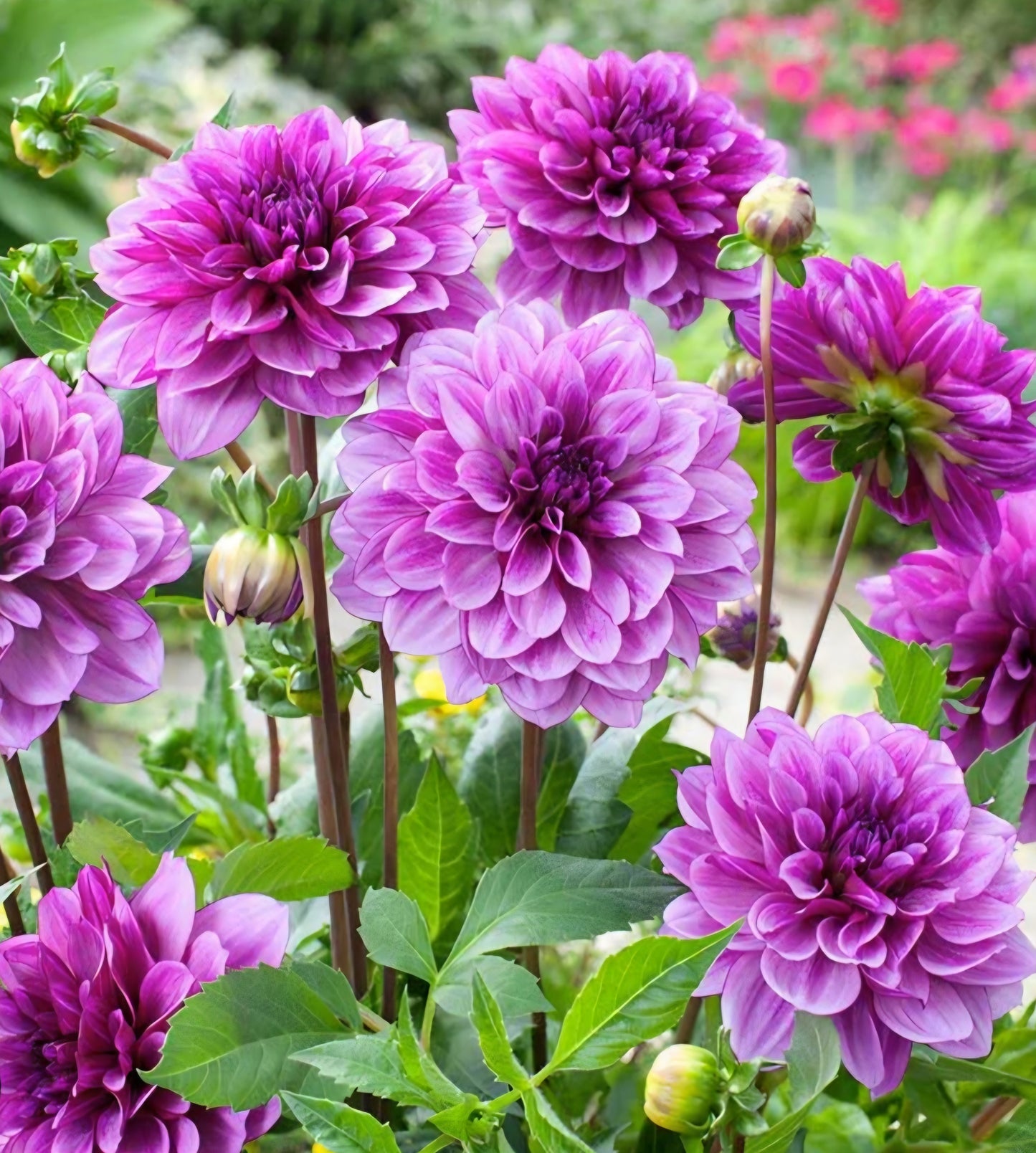 Blue Bell Dahlia Cutting