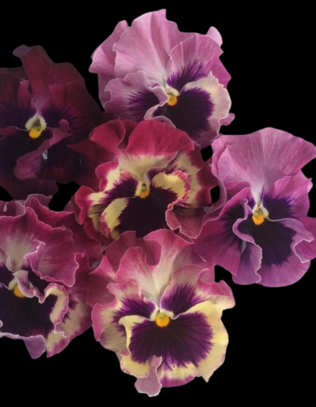 Italian Pansy Flamenco Tri-color Rose Plugs (4)