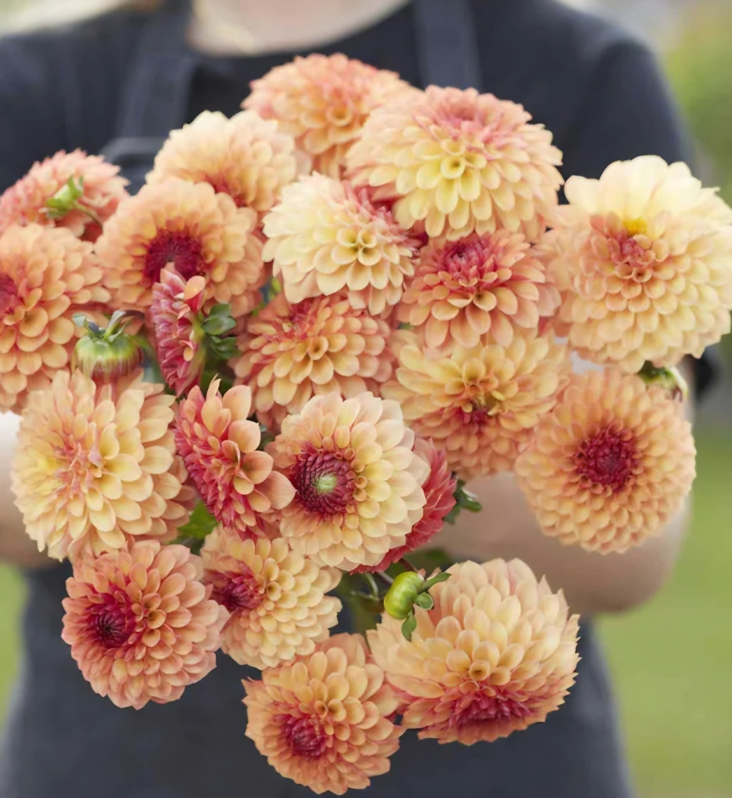 Bonanza Dahlia Tuber