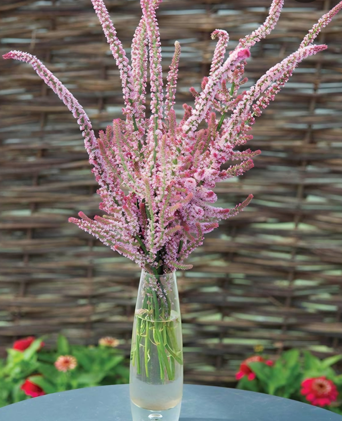 Statice Pink Poker  Suworowii Plugs