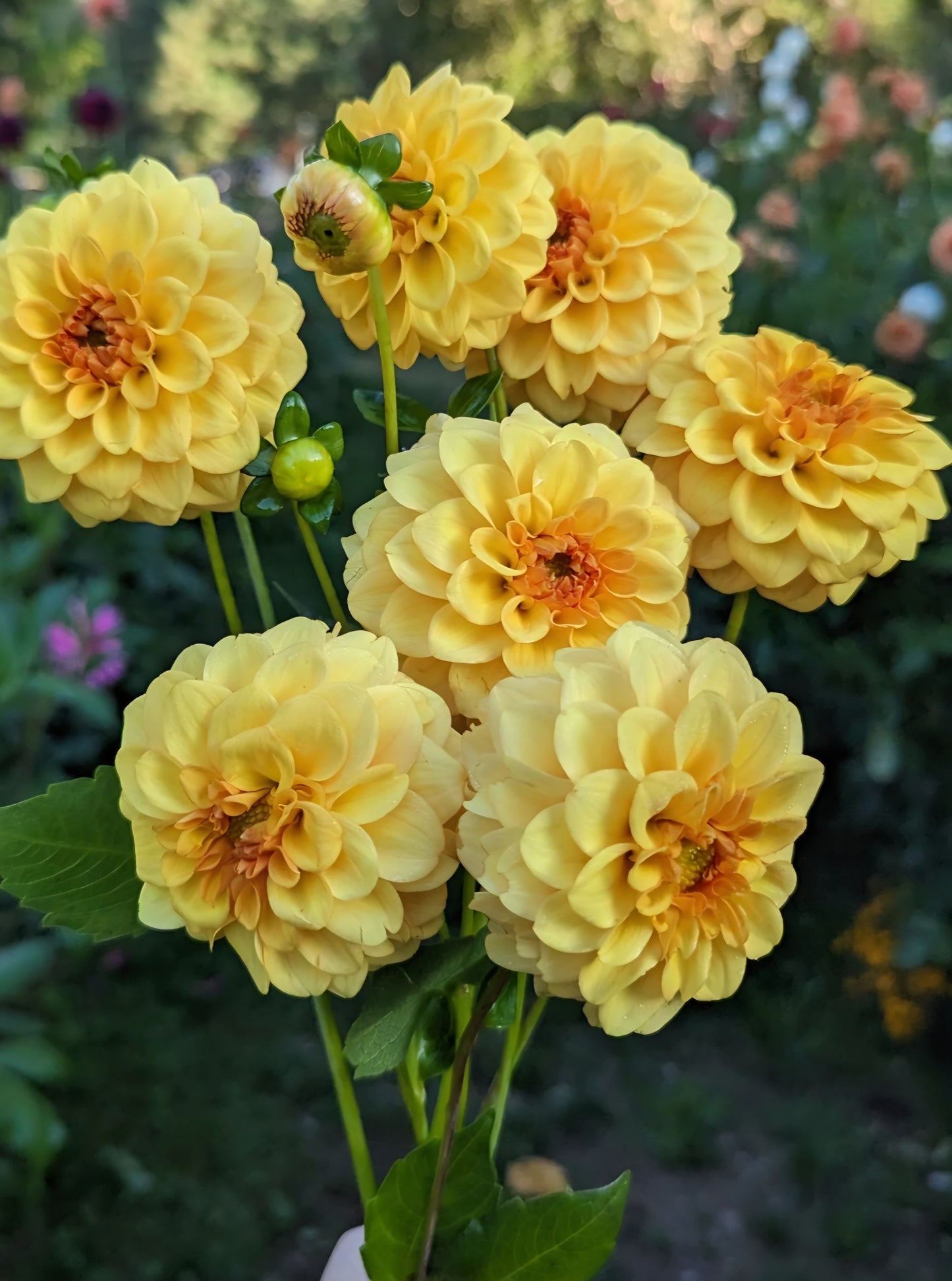 Golden Scepter Dahlia Cutting