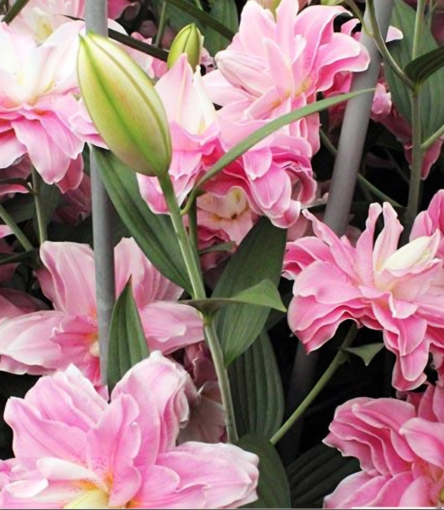 Accolade Double Oriental Lily Bulbs (5)