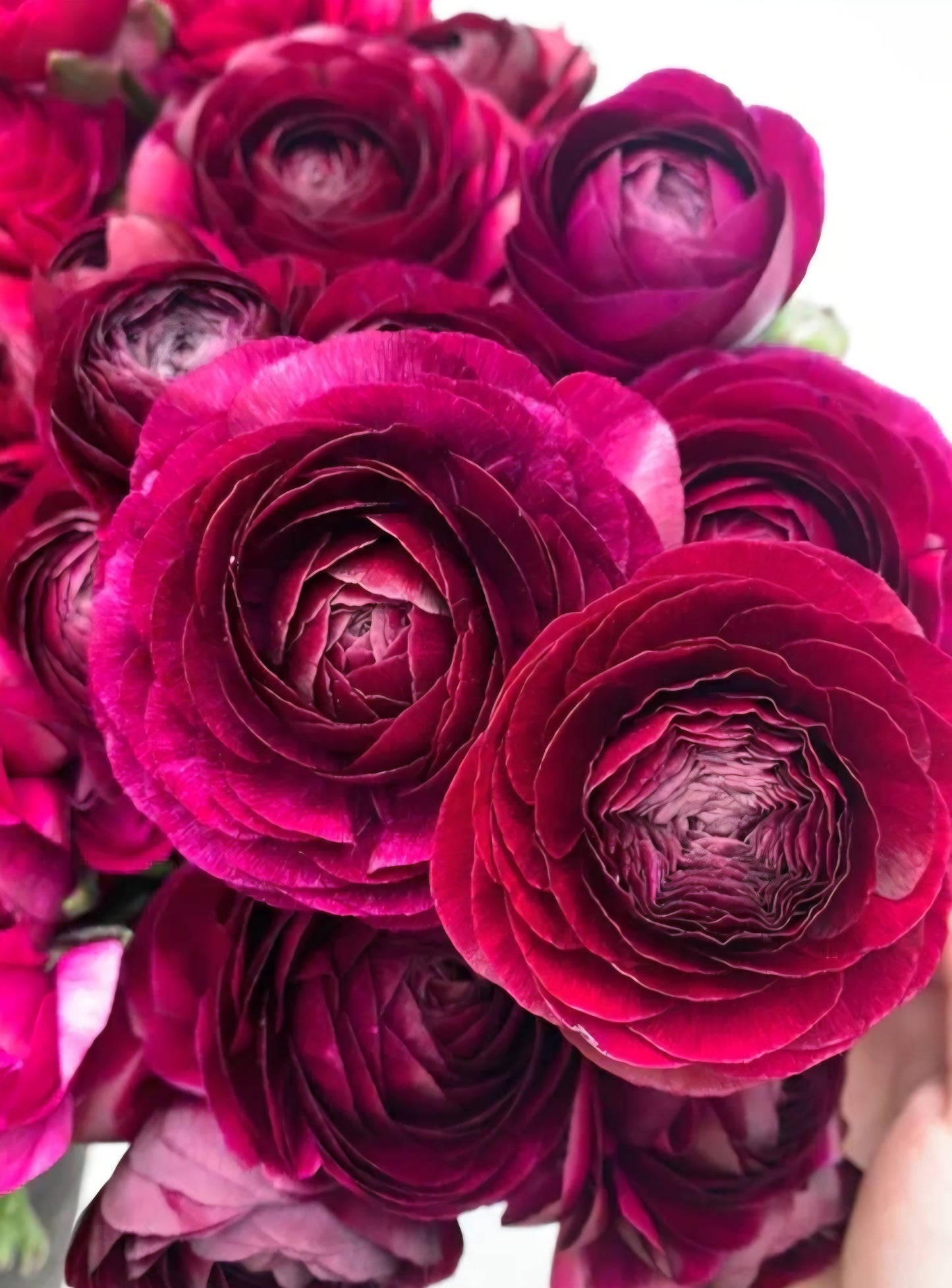 Amandine Violet Ranunculus Corms