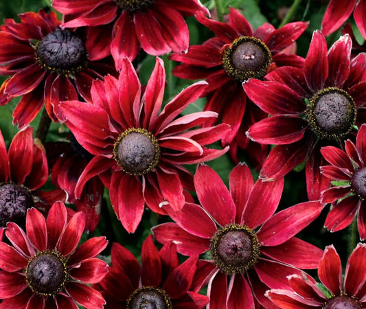 Cherry Brandy Rudbeckia Plugs