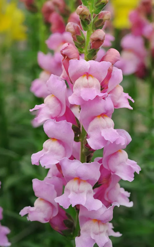 Potomac Lavender Snapdragon Plugs