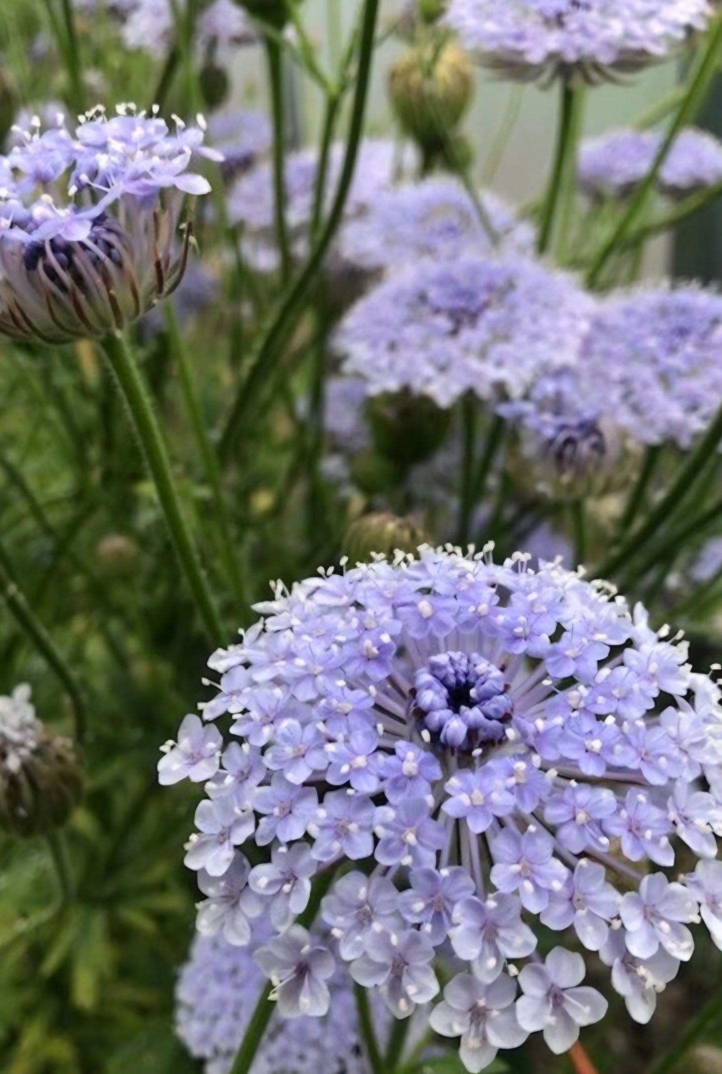 Lacy Lavender Blue Didiscus Plugs